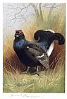 Blackcock by Archibald Thorburn